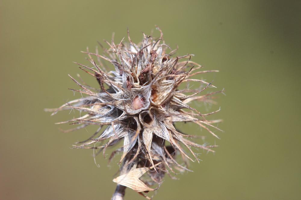 Trèfle fausse-bardane Trifolium lappaceum L., 1753