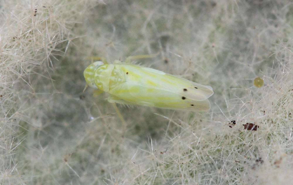  Micantulina stigmatipennis (Mulsant & Rey, 1855)