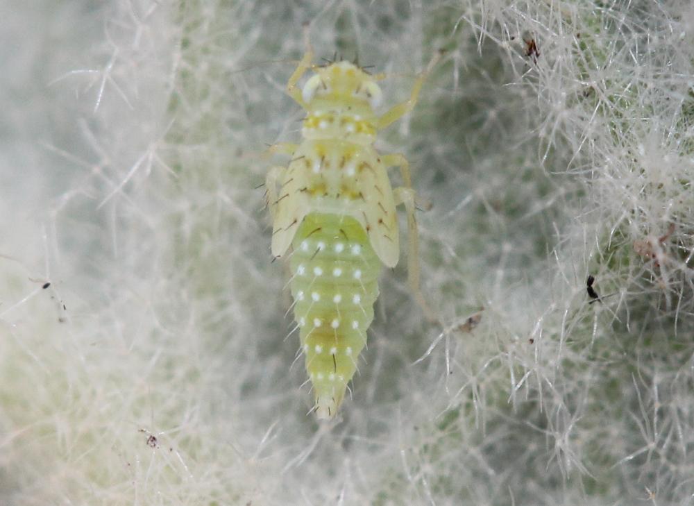  Micantulina stigmatipennis (Mulsant & Rey, 1855)