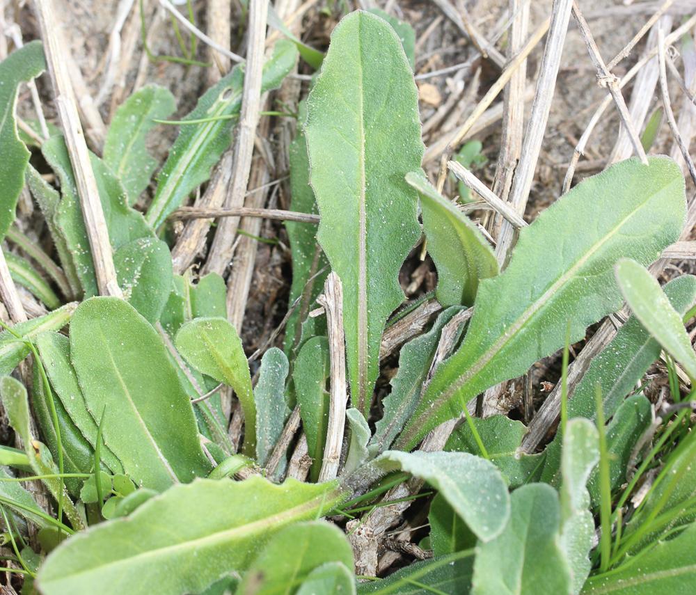 Centaurée rude Centaurea aspera L., 1753