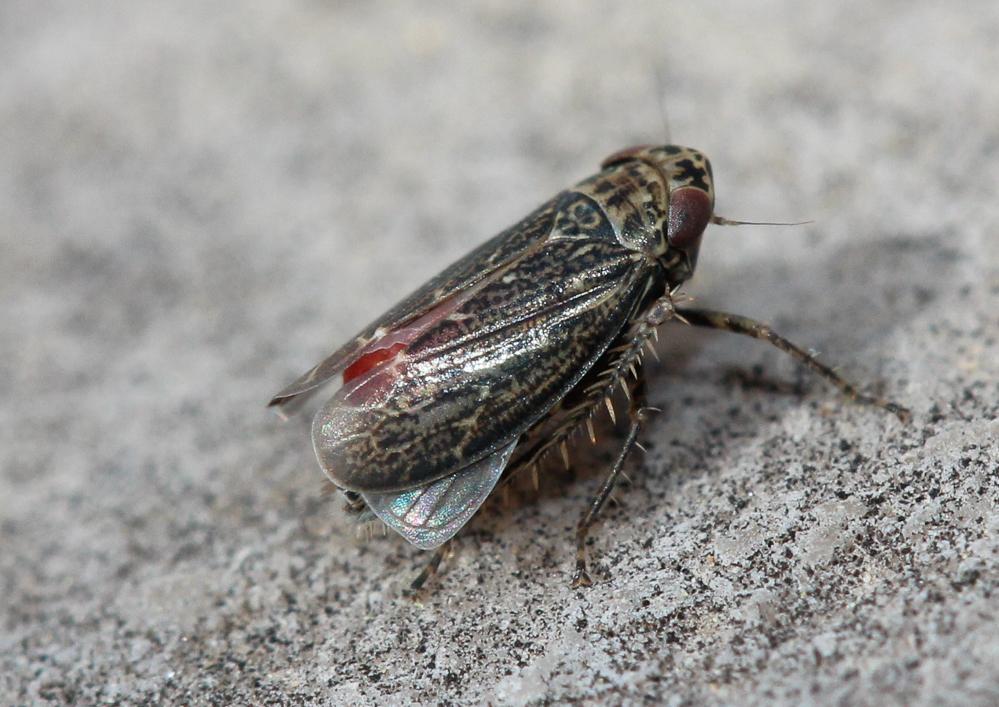  Euscelis incisus (Kirschbaum, 1858)