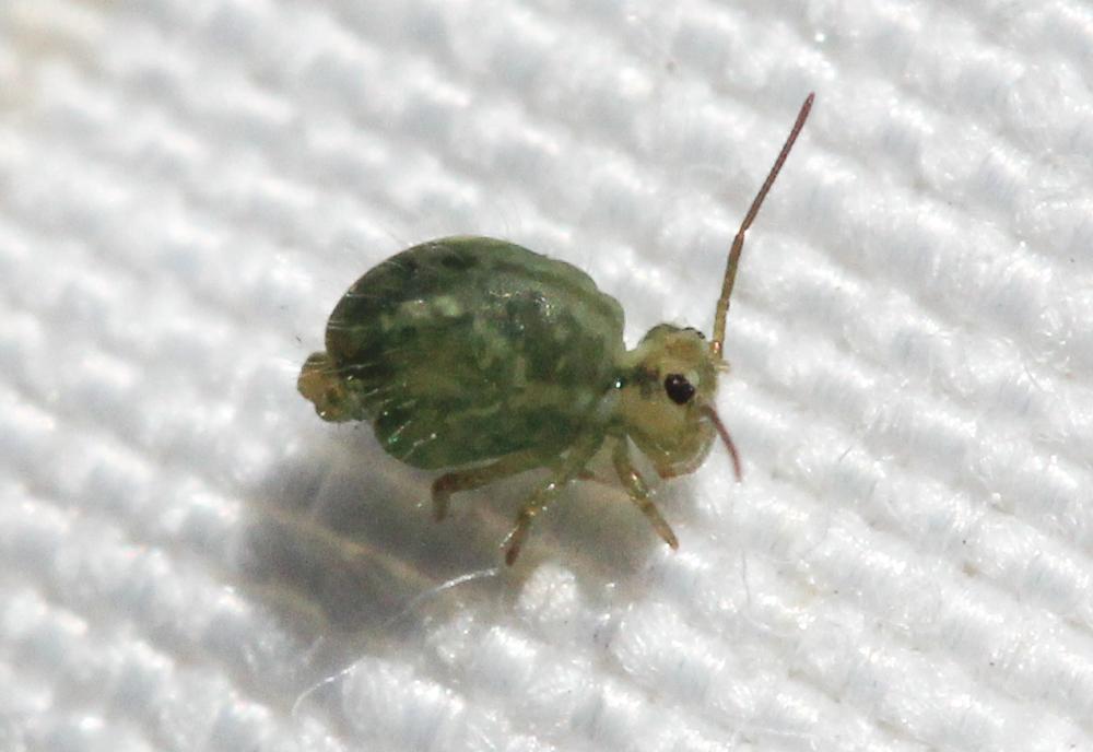  Sminthurus viridis (Linnaeus, 1758)