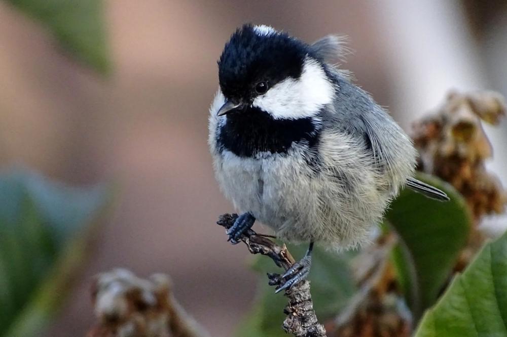 Mésange noire Periparus ater (Linnaeus, 1758)