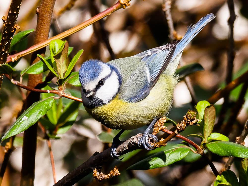 Mésange bleue Cyanistes caeruleus (Linnaeus, 1758)