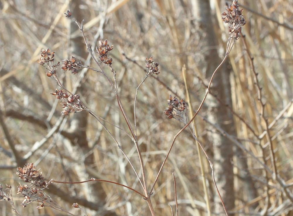 Lysimaque commune, Lysimaque vulgaire Lysimachia vulgaris L., 1753