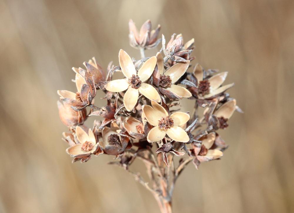 Lysimaque commune, Lysimaque vulgaire Lysimachia vulgaris L., 1753