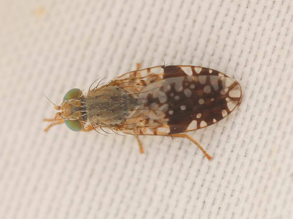Le  Tephritis pulchra (Loew, 1844)