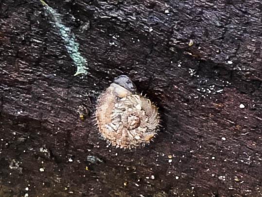 Escargotin cosmopolite Paralaoma servilis (Shuttleworth, 1852)