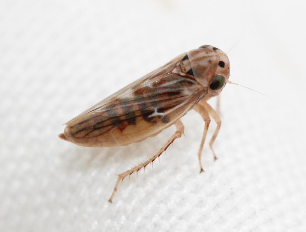  Agallia consobrina Curtis, 1833