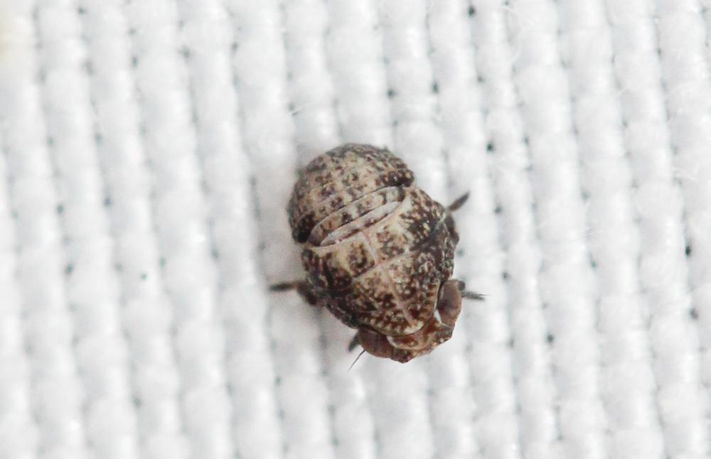 Issidae Spinola, 1839