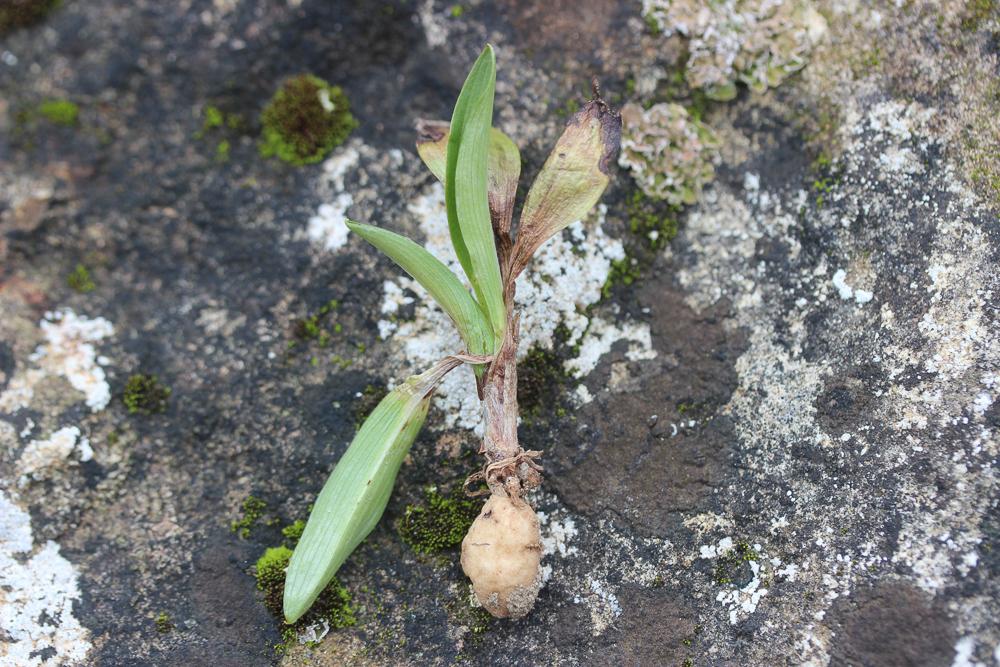  Ophrys L., 1753