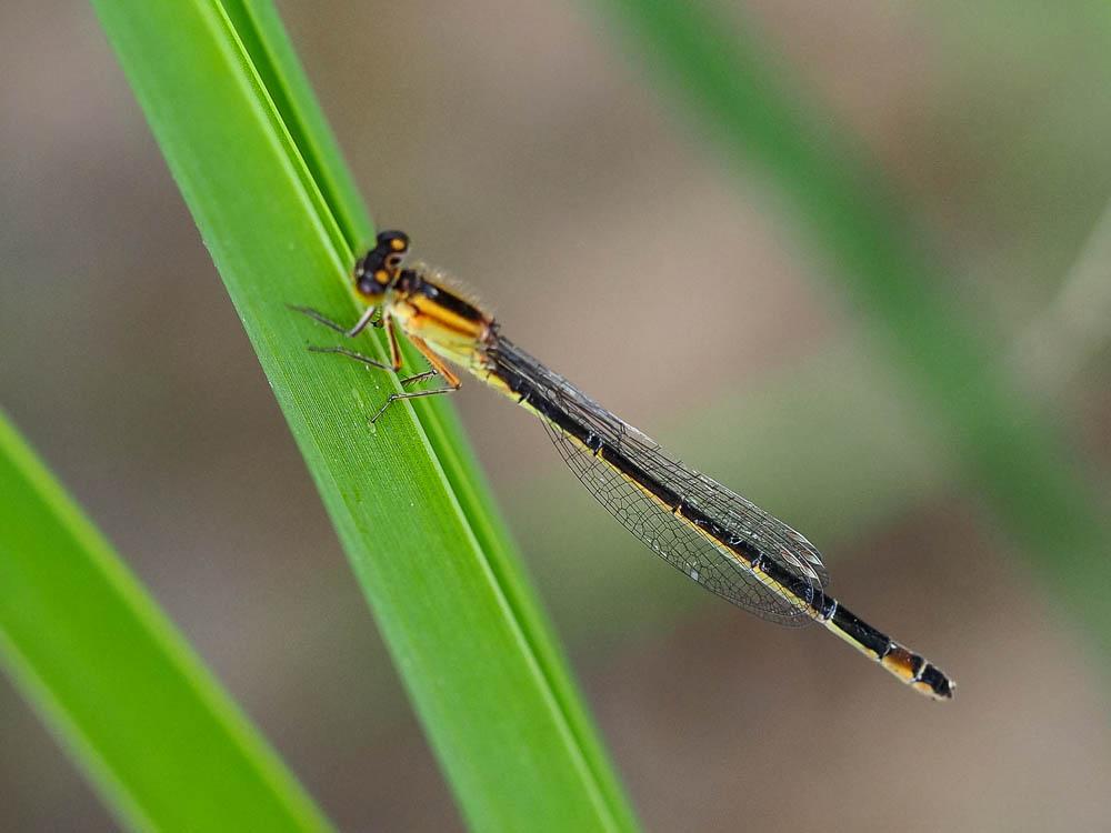 Agrion élégant Ischnura elegans (Vander Linden, 1820)