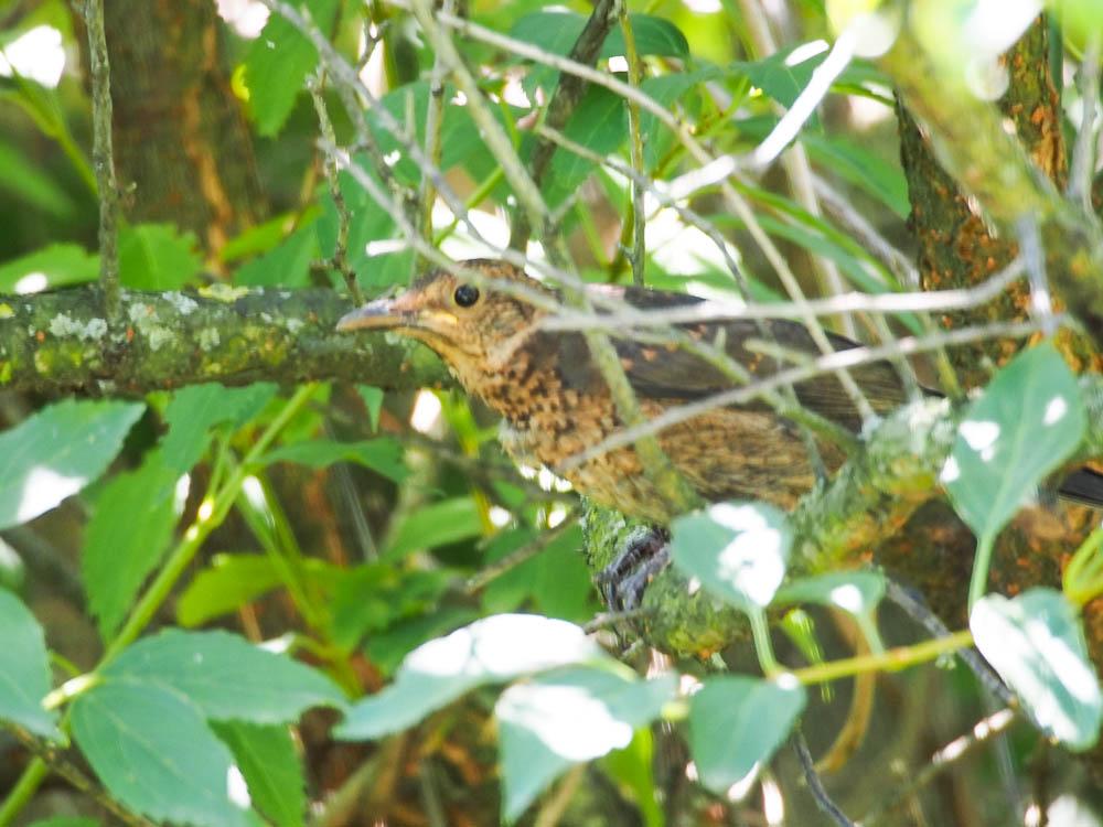 Merle noir Turdus merula Linnaeus, 1758