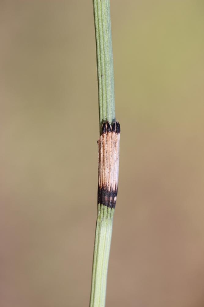Prêle occidentale Equisetum x moorei Newman, 1854