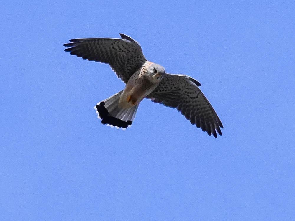 Faucon crécerelle Falco tinnunculus Linnaeus, 1758