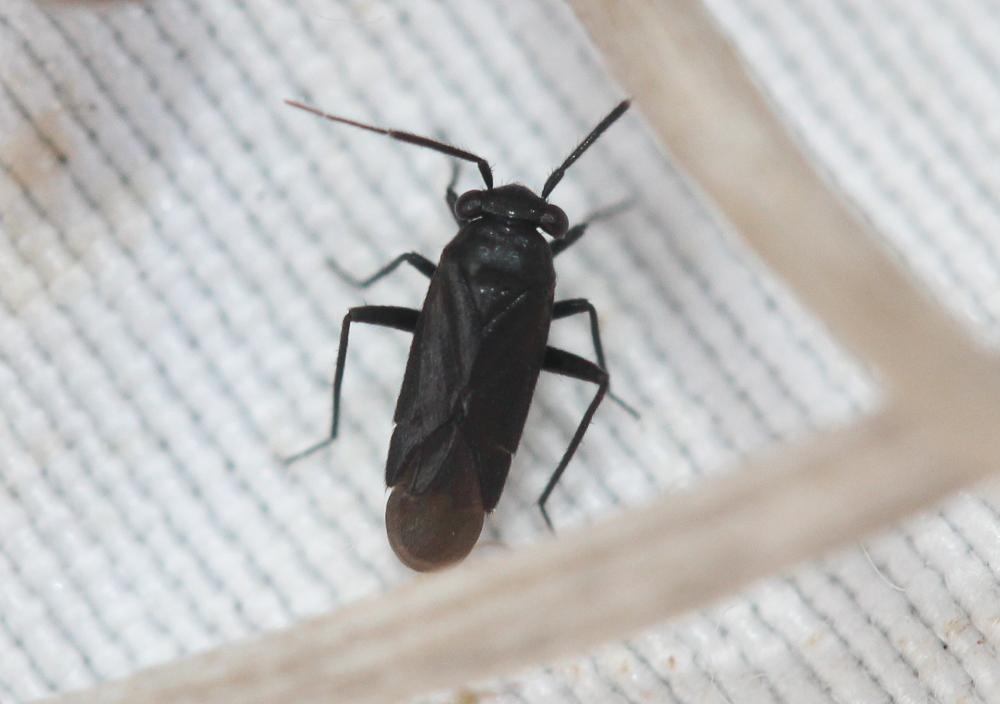  Pachytomella 