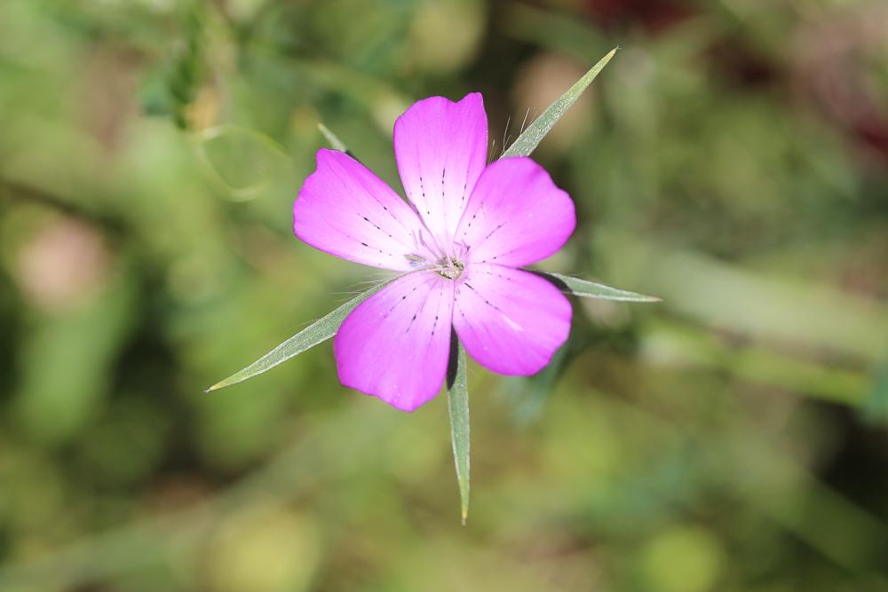 Lychnis Nielle, Nielle des blés Agrostemma githago L., 1753