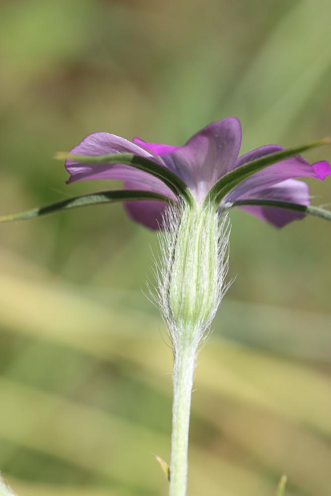 Lychnis Nielle, Nielle des blés Agrostemma githago L., 1753