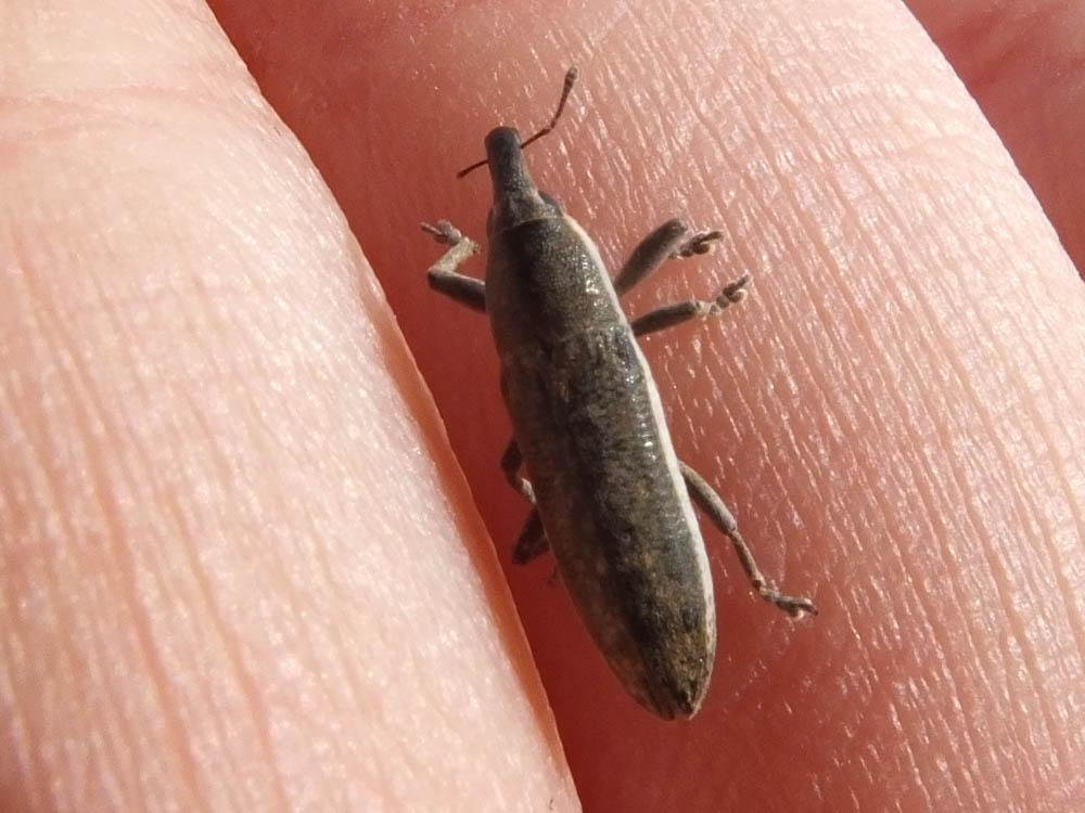 Lixus ochraceus Boheman, 1842