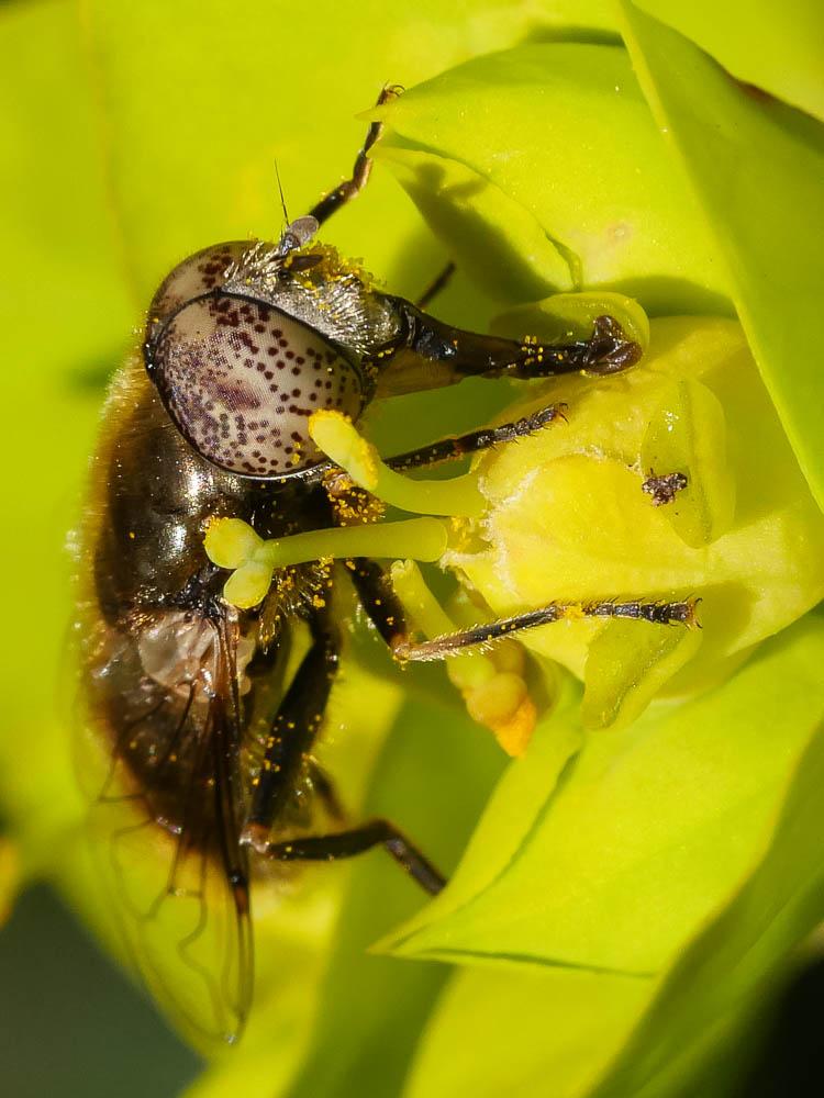 Eristalinus aeneus (Scopoli, 1763)