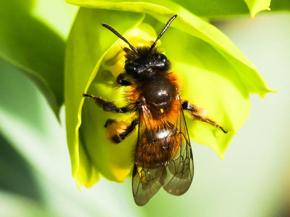  Andrena bicolor Fabricius, 1775