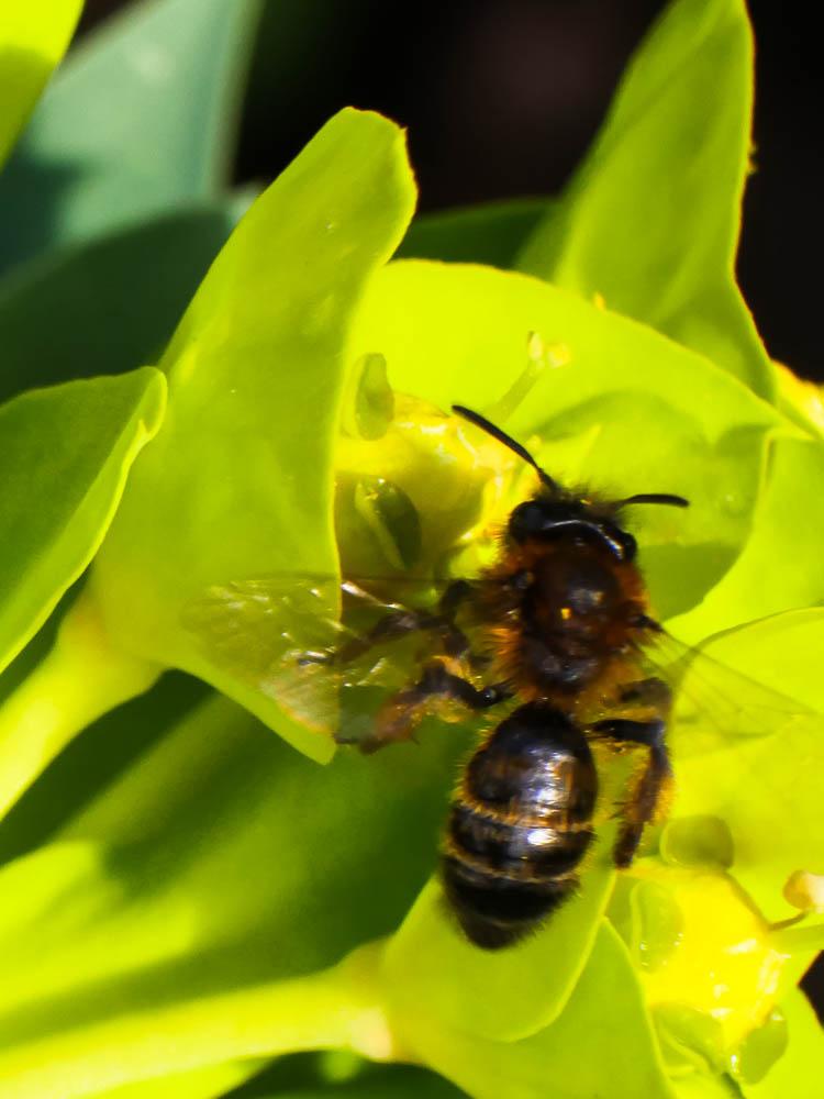 Andrena bicolor Fabricius, 1775