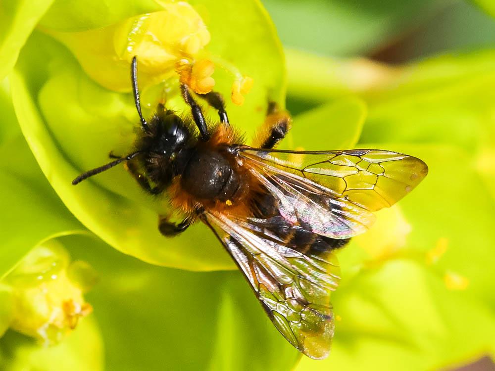  Andrena bicolor Fabricius, 1775