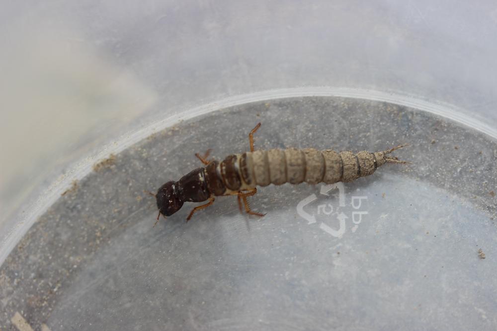  Staphylinidae Latreille, 1802