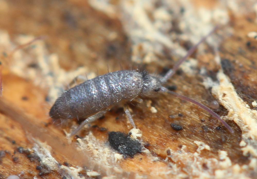  Tomocerus minor (Lubbock, 1862)