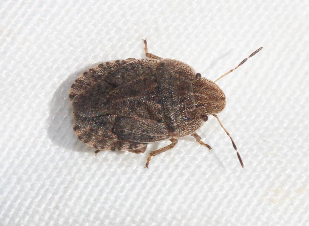 Sciocoris homalonotus Fieber, 1851