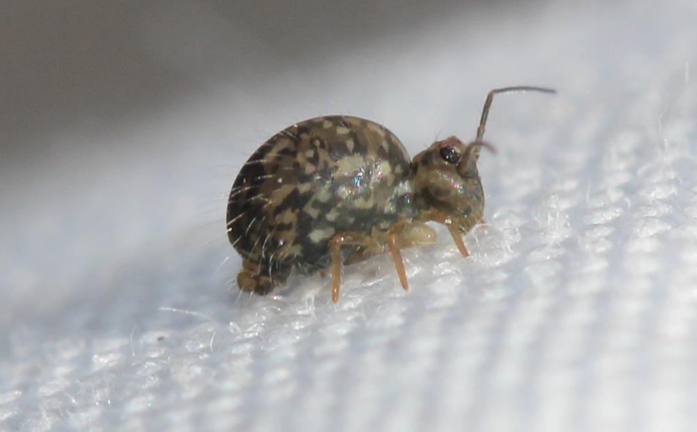 Sminthurus Latreille, 1802