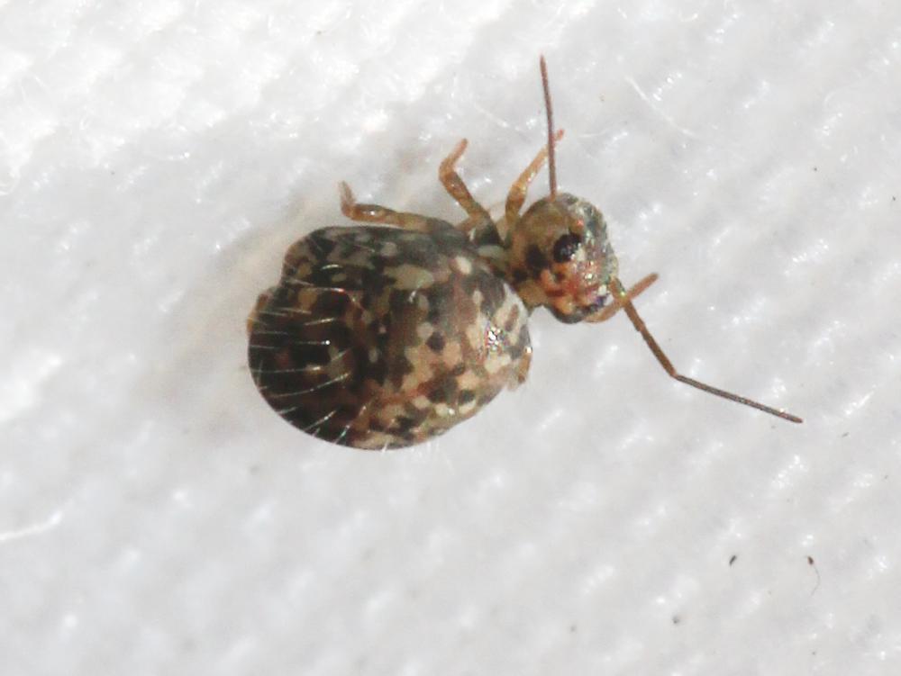  Sminthurus Latreille, 1802