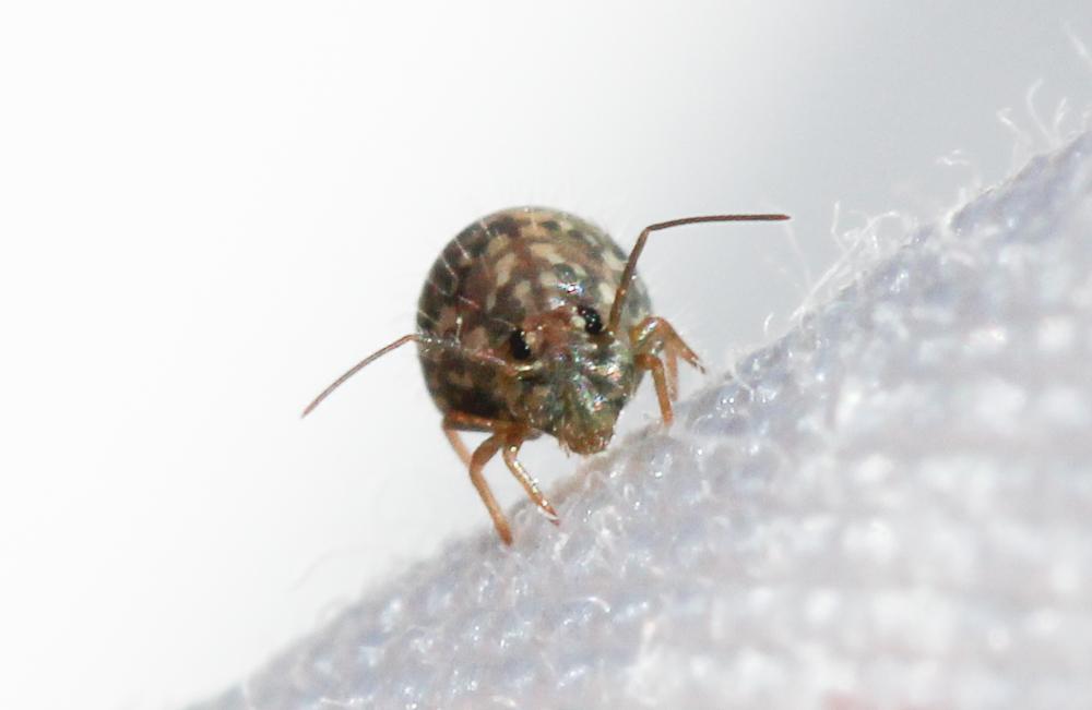  Sminthurus Latreille, 1802