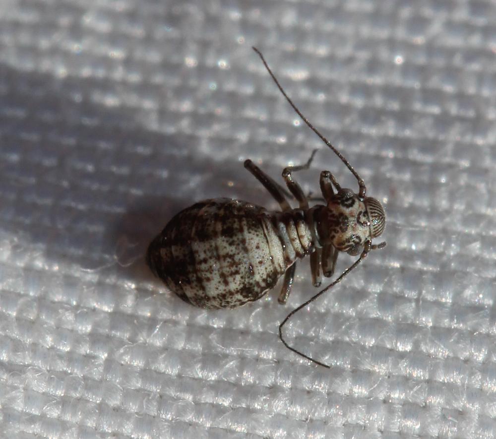 Mesopsocus