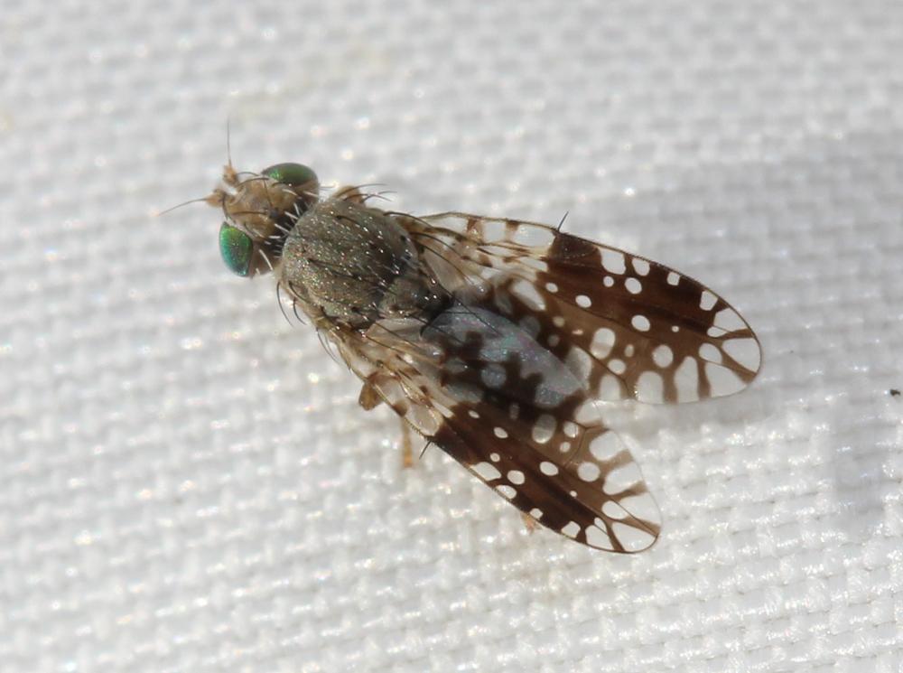 Tephritis pulchra (Loew, 1844)