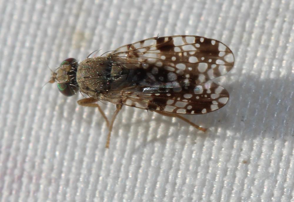 Tephritis matricariae (Loew, 1844)