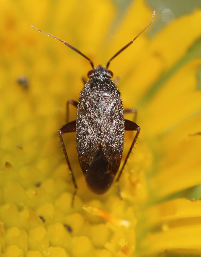  Lepidargyrus ancorifer (Fieber, 1858)