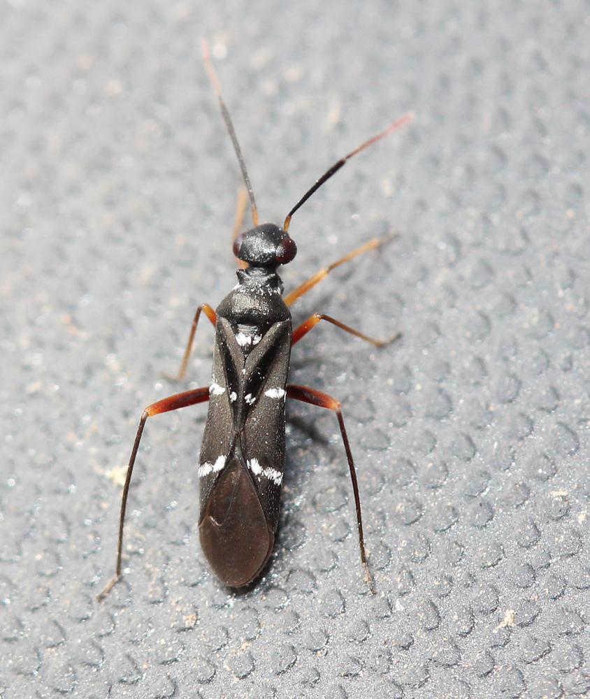  Globiceps sphaegiformis (Rossi, 1790)