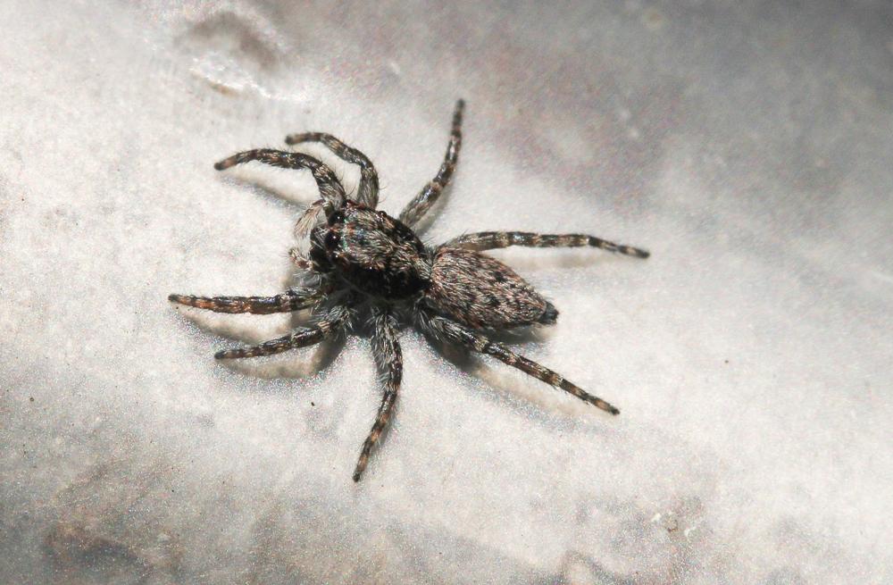  Menemerus taeniatus (L. Koch, 1867)
