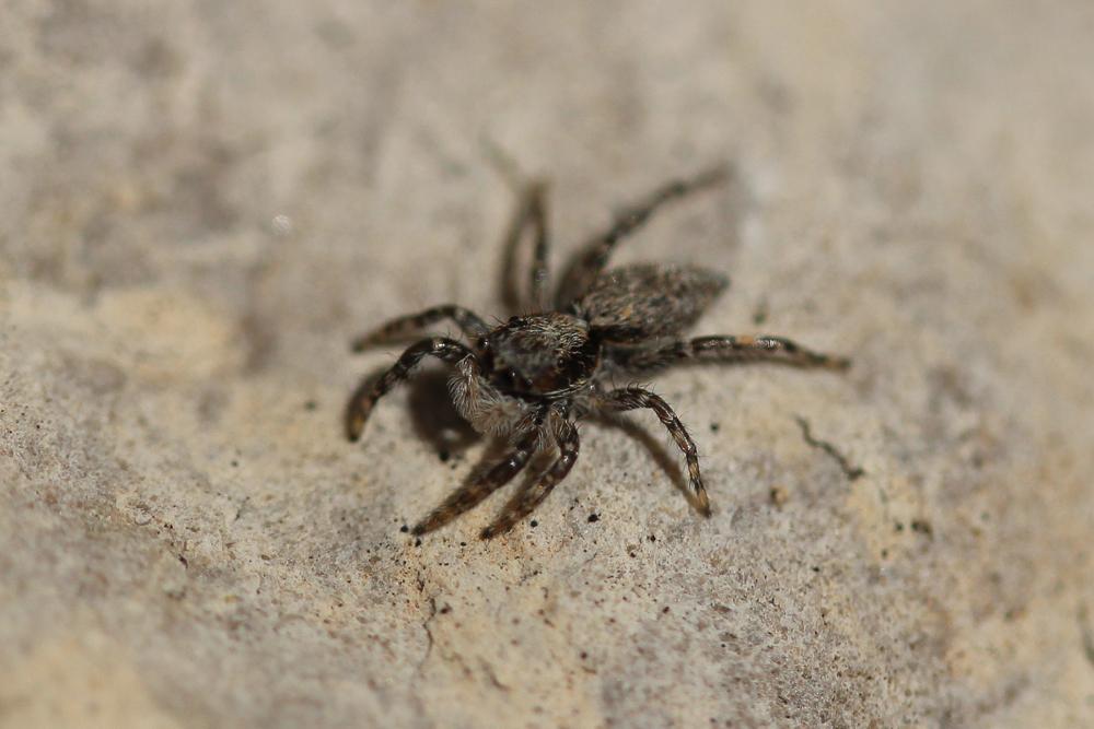 Menemerus taeniatus (L. Koch, 1867)