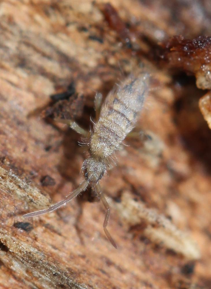 Entomobrya nivalis (Linnaeus, 1758)