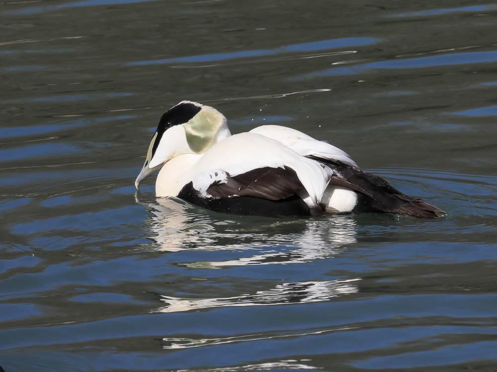 Eider à duvet Somateria mollissima (Linnaeus, 1758)
