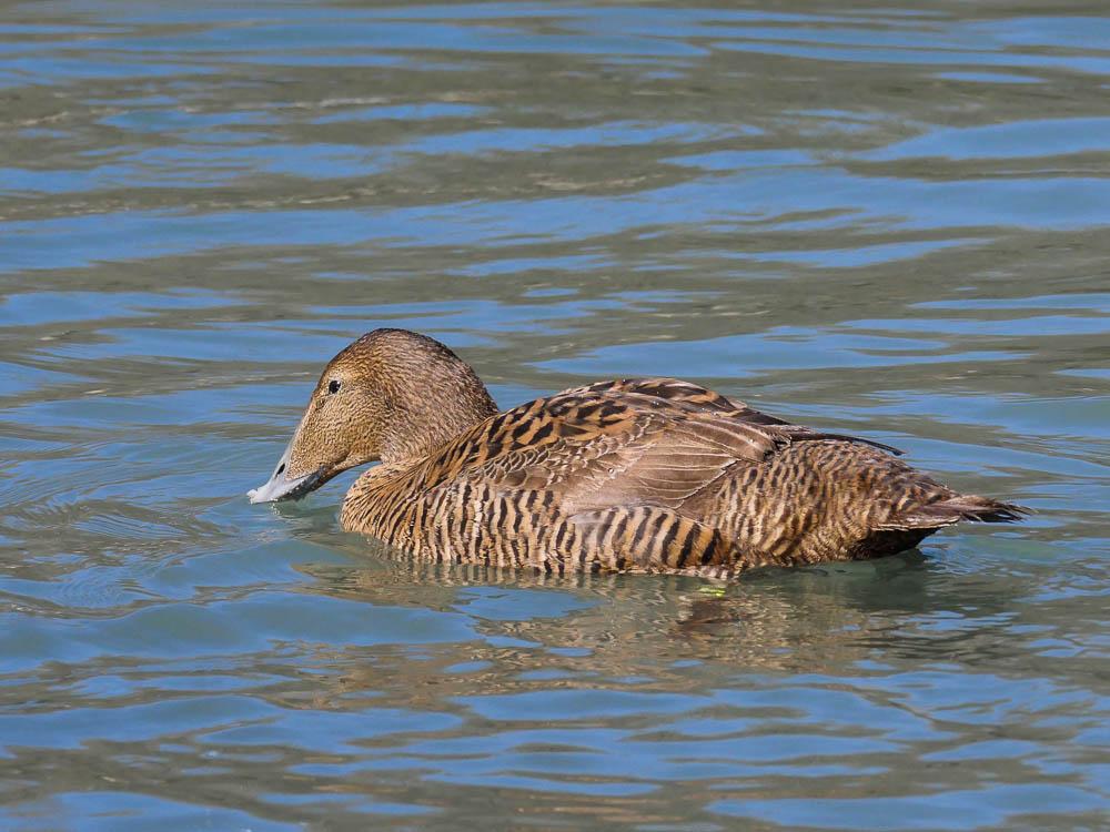 Eider à duvet Somateria mollissima (Linnaeus, 1758)