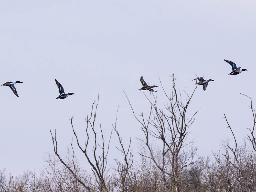 Canard souchet Spatula clypeata (Linnaeus, 1758)