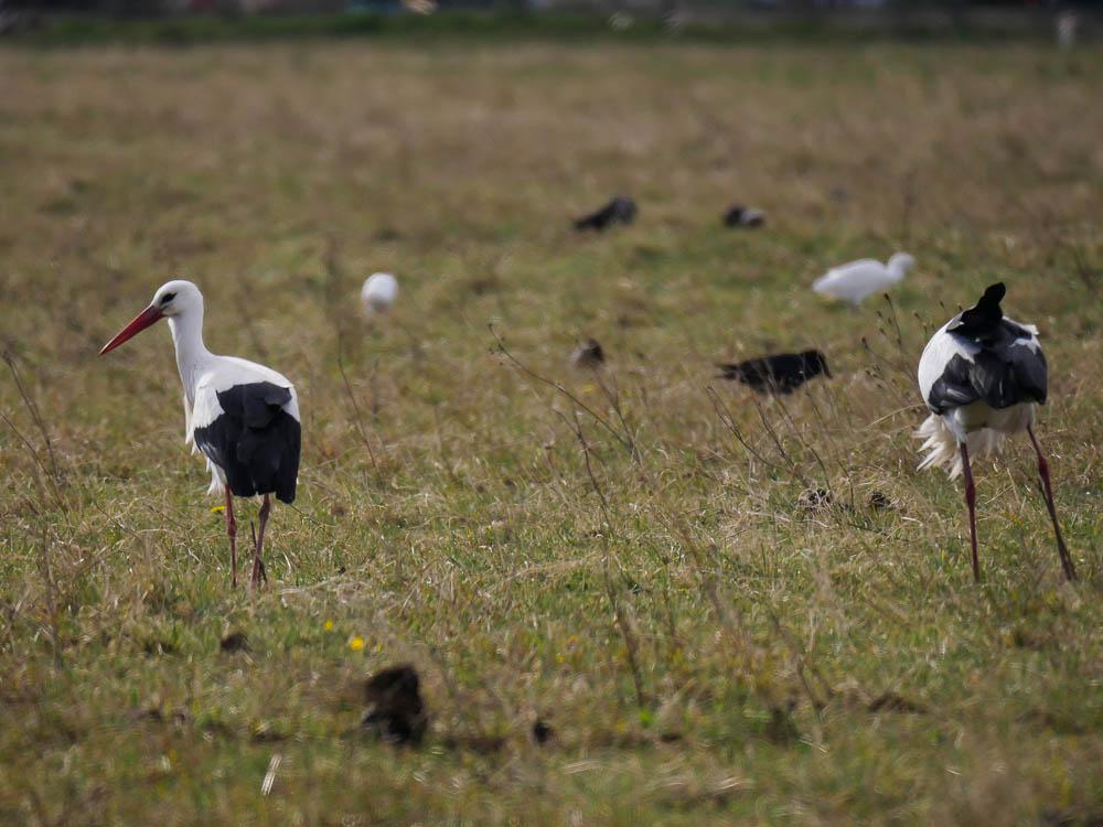 Cigogne blanche Ciconia ciconia (Linnaeus, 1758)