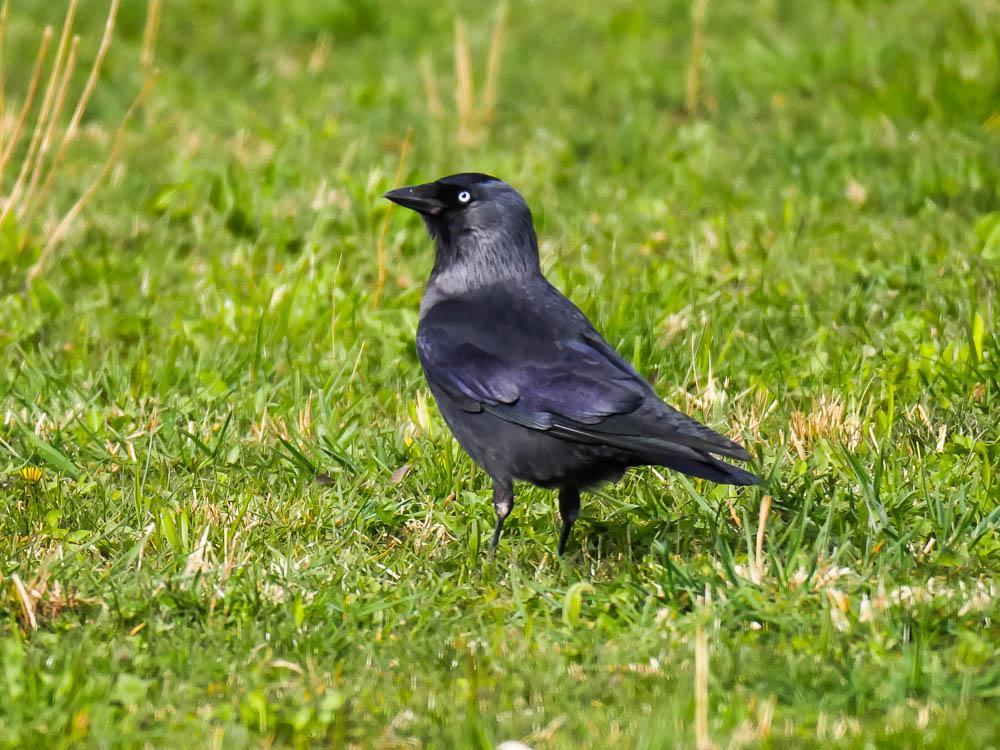 Choucas des tours Corvus monedula Linnaeus, 1758