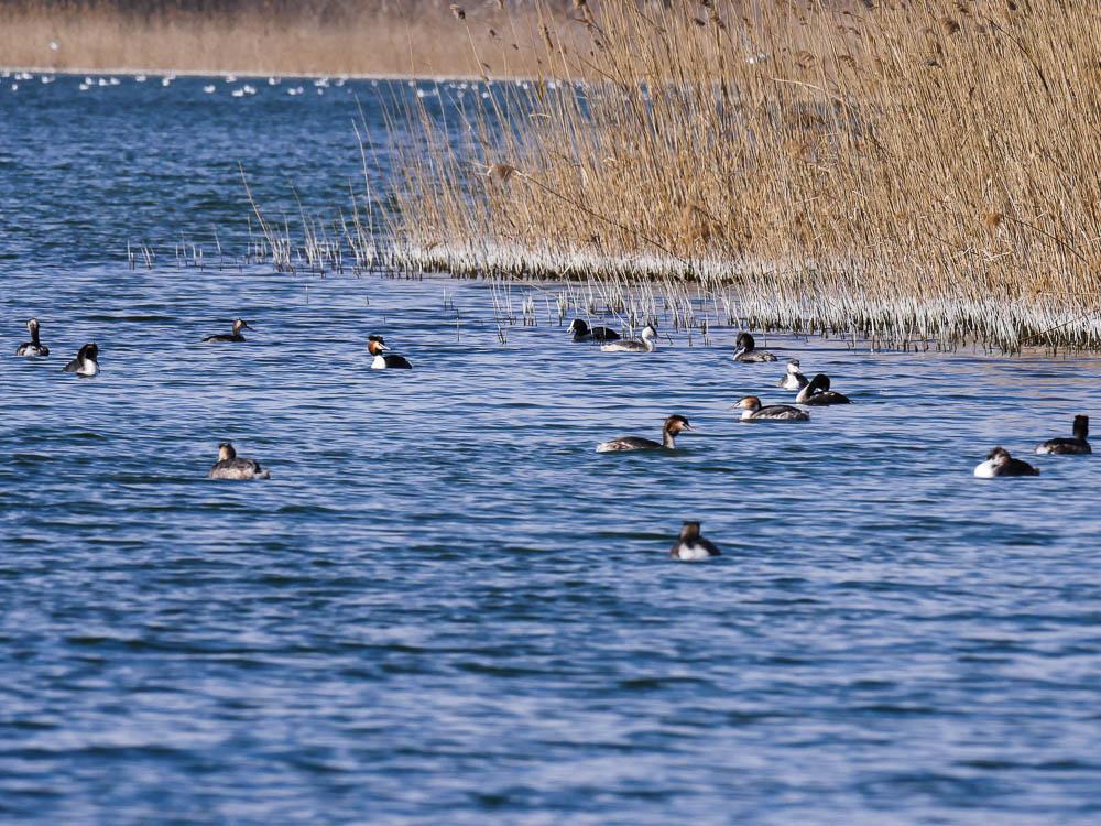 Grèbe huppé Podiceps cristatus (Linnaeus, 1758)