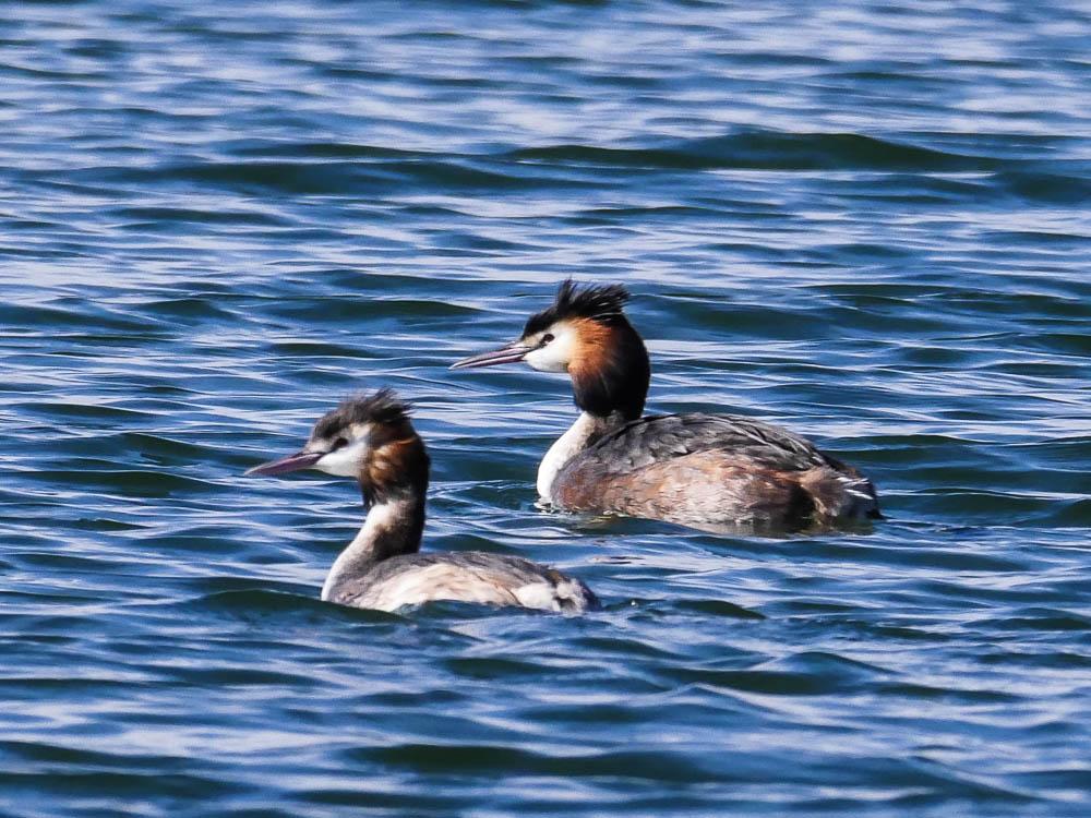 Grèbe huppé Podiceps cristatus (Linnaeus, 1758)