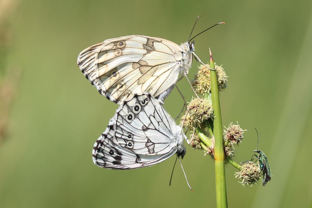 Echiquier ibérique (L'), Échiquier d'Ibérie (L') Melanargia lachesis (Hübner, 1790)