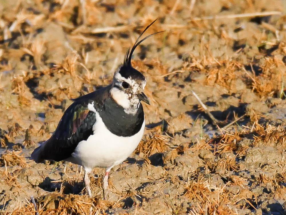 Vanneau huppé Vanellus vanellus (Linnaeus, 1758)